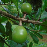 Pouteria multiflora (A.DC.) Eyma